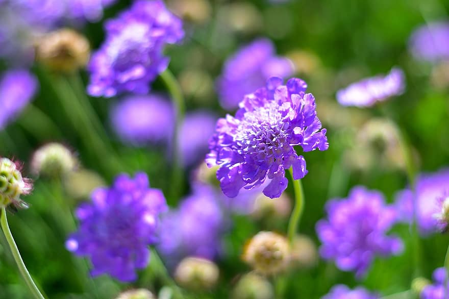 цветок подушечка, цветок, завод, мелкая чесотка, фиолетовый цветок, цветение, природа, крупный план, пурпурный, летом, головка цветка