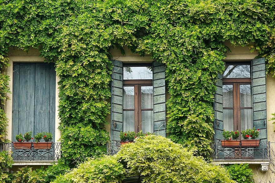okno, bluszcz, migawka, balkon, dom, Włochy, Padua, miasto, fasada, architektura, roślina