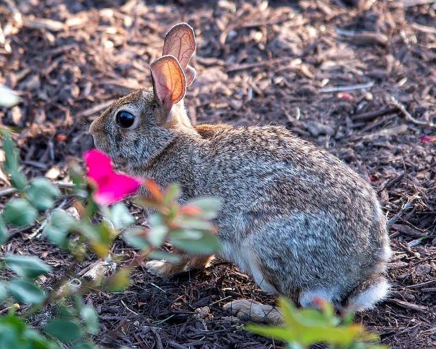 Con thỏ, con thỏ, thỏ nâu, thỏ rừng, nâu, thú vật, Thiên nhiên, mùa hè, thánh charles