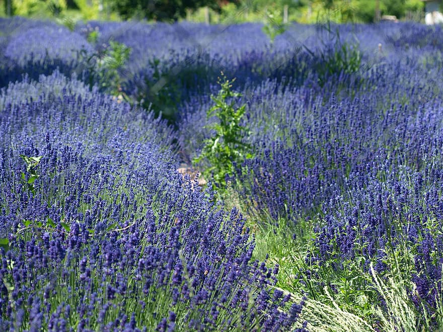 Lavender, Purple Flowers, Flowers, Nature, purple, flower, summer, plateau de valensole, herb, plant, rural scene
