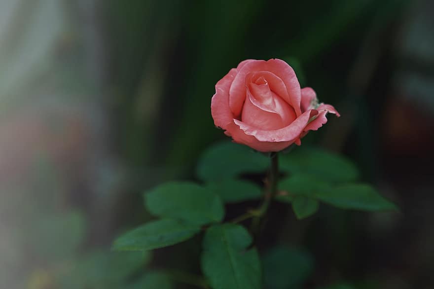 Роза, цветок, розовая роза, розовый цветок, лепестки, Пинг Лепестки, цветение, цвести, Флора, природа