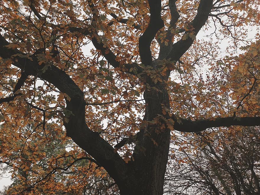 дерево, гілки, падіння, листя, стовбур, кора, осінь, природи