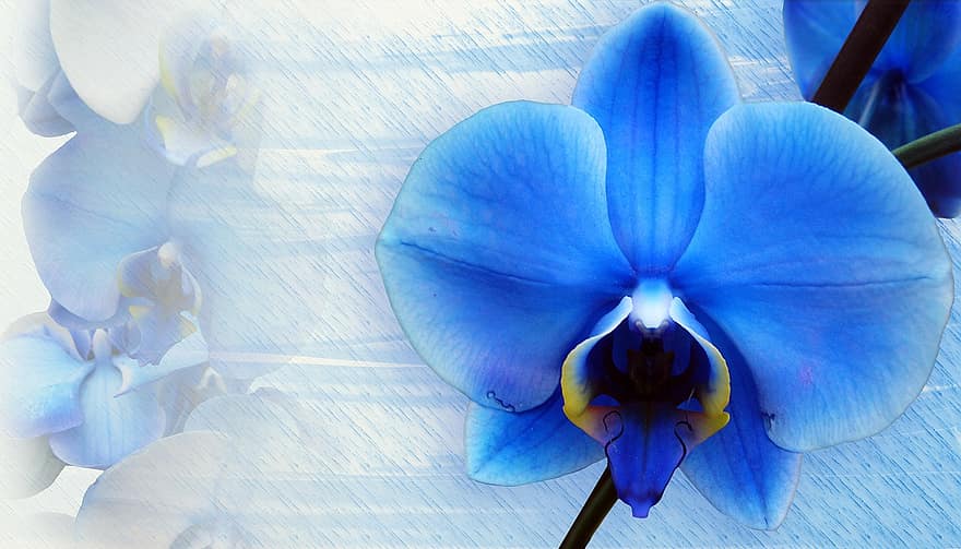 Stationery, Flowers, Spring, Tender, Background, Greeting, Greeting Card, Orchid, Blue, Photomontage, Coupon