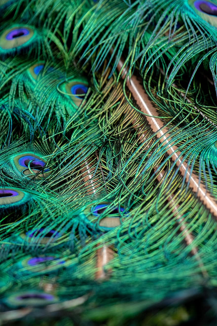 Peafowl, Peacock, feather, pattern, close-up, multi colored, backgrounds, blue, colors, abstract, green color