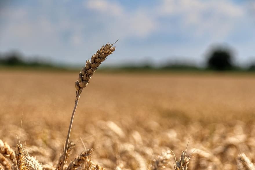 grano, verano, agricultura, trigo, cereales, maizal, naturaleza, cosecha, campo de trigo, planta, cultivable