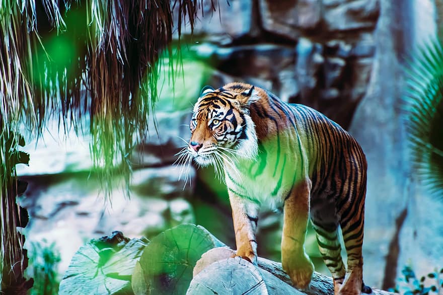 tigre, felí, gat, carnívor, depredador, animal, vida salvatge, safari, bosc, palmeres, Índia