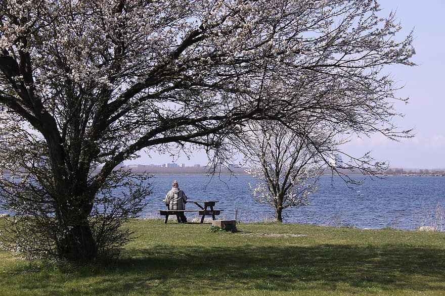 Park, Bench, Sea, Coast, Tree, Person, Sitting, Outdoors, Branches, Spring, Water
