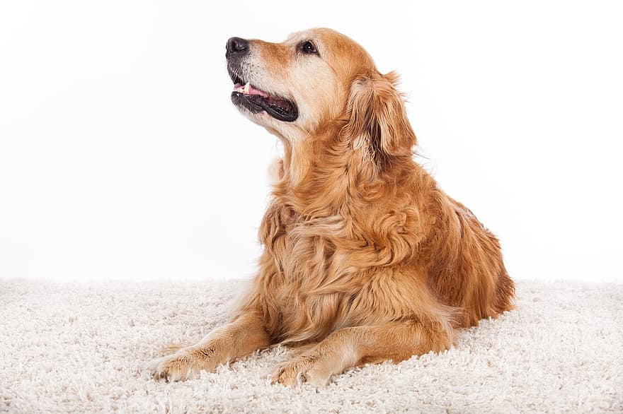 jenis anjing Golden Retriever, anjing, hewan, membelai, menawan, potret hewan
