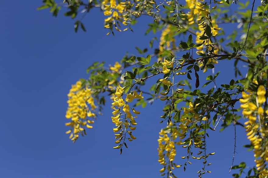 Goldregen, Pollen, Natur, Frühling, Jahreszeit, Flora, blühender Strauch, Zierstrauch, Garten, Blatt, Baum