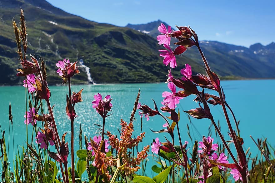Silvretta, บาวาเรีย, Montafon, ออสเตรีย, bielerhöhe, อ่างเก็บน้ำ, น้ำ, ภูเขา, ดอกไม้