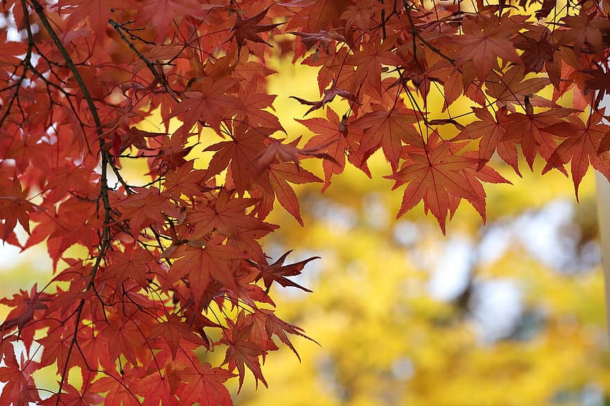 pohon maple, Daun-daun, dedaunan, pohon, daun, musim gugur, kuning, musim, warna cerah, hutan, multi-warna