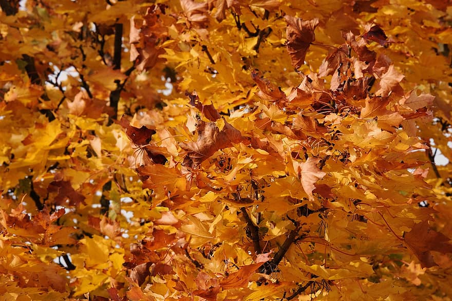 dedaunan musim gugur, musim gugur, dedaunan, jatuh, Daun-daun, alam, warna musim gugur, daun, kuning, latar belakang, musim