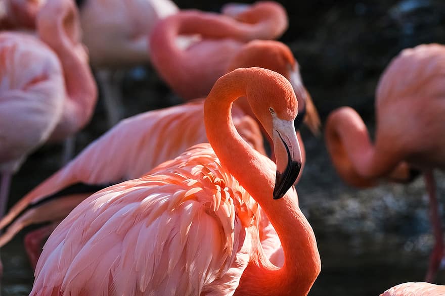flamingó, madár, állat, gázlómadár, vízi madár, vadvilág, tollazat, csőr, madártoll, rózsaszín szín, közelkép