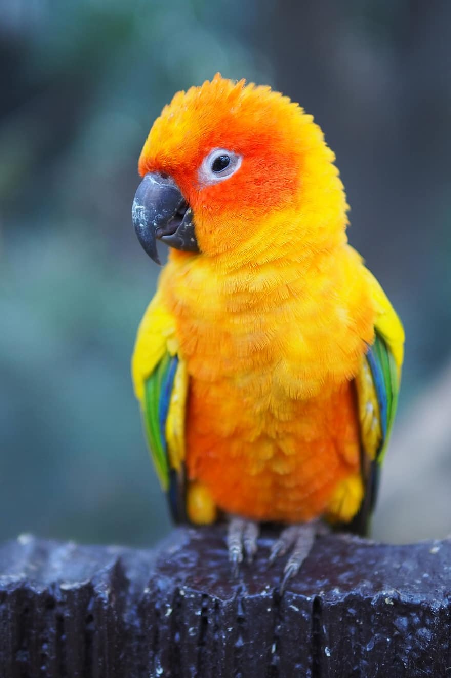 Papoušek, pták, peří, slunce conure, barvitý, zobák, křídla, aratinga, solstitialis, zvířat, exotický