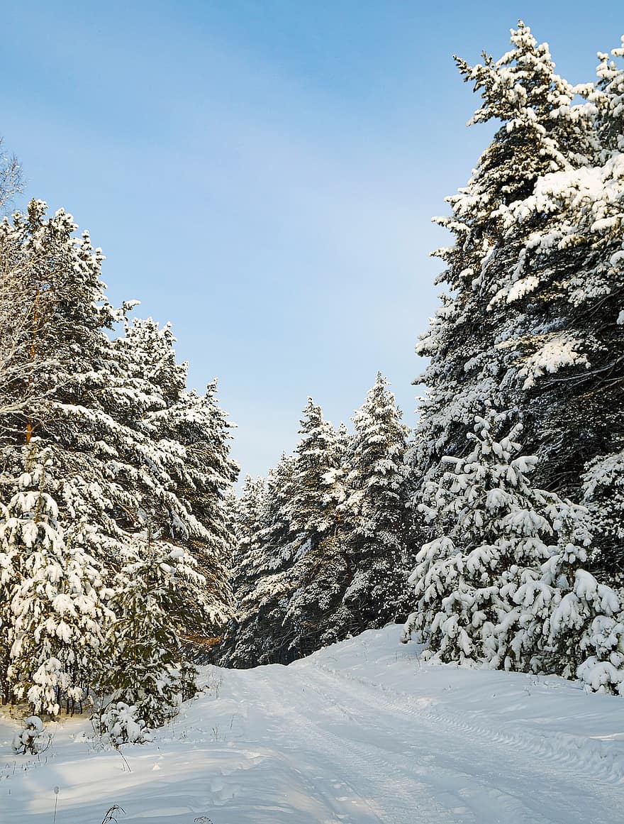 träd, natur, vinter-, säsong, snö, vildmark, trän, skog, frost, Granar, snöflinga