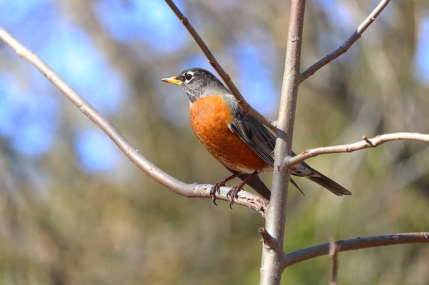 Robin, Branches, Bird, Perched, Perched Bird, Feathers, Plumage, Ave, Avian, Ornithology, Birdwatching