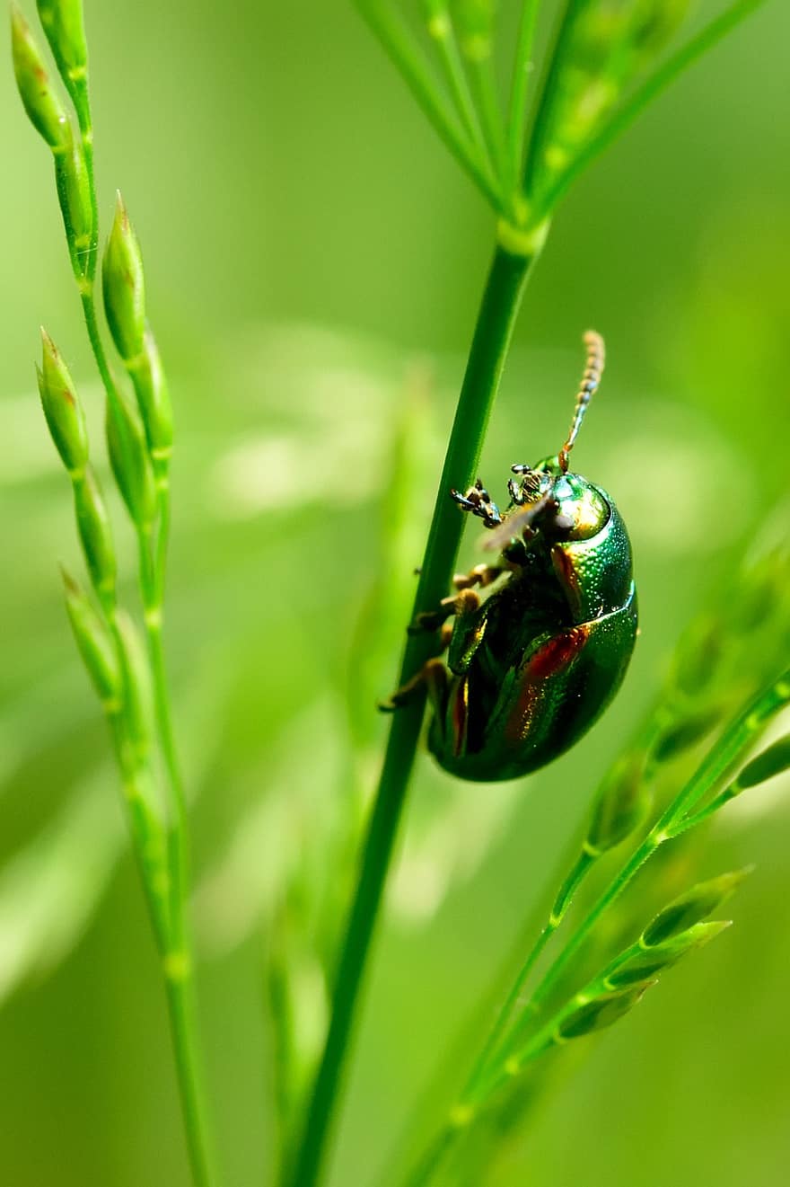 bille, insekt, Scarabaeidae, skarabæ, Coleoptera, fauna, dyr verden, natur, tæt på, bokeh