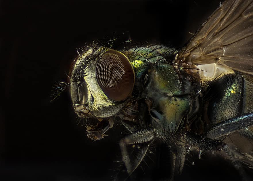 insecto, volar, entomología, macro, especies