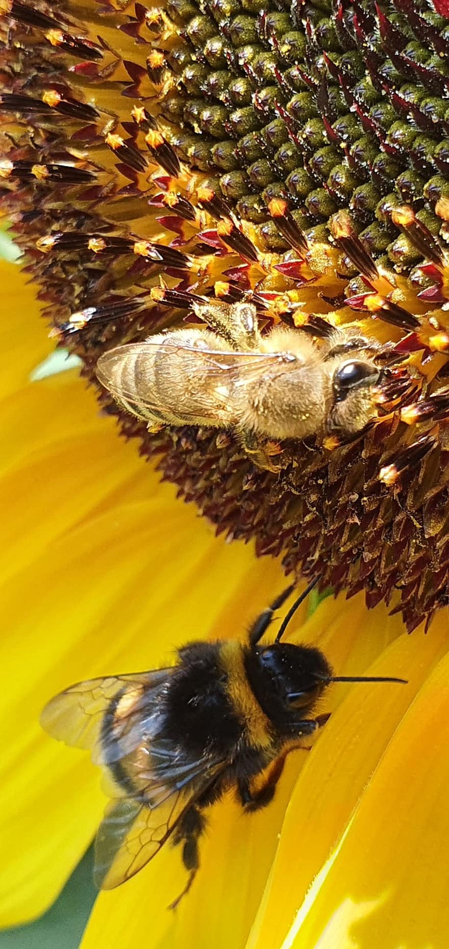 ayçiçeği, arılar, çiçek, yabanarısı, bombus, bal arısı, apis, böcek, Sarı