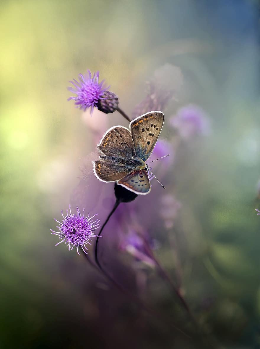 motyl, owad, skrzydełka, kwiat, trzon, odchodzi, Natura
