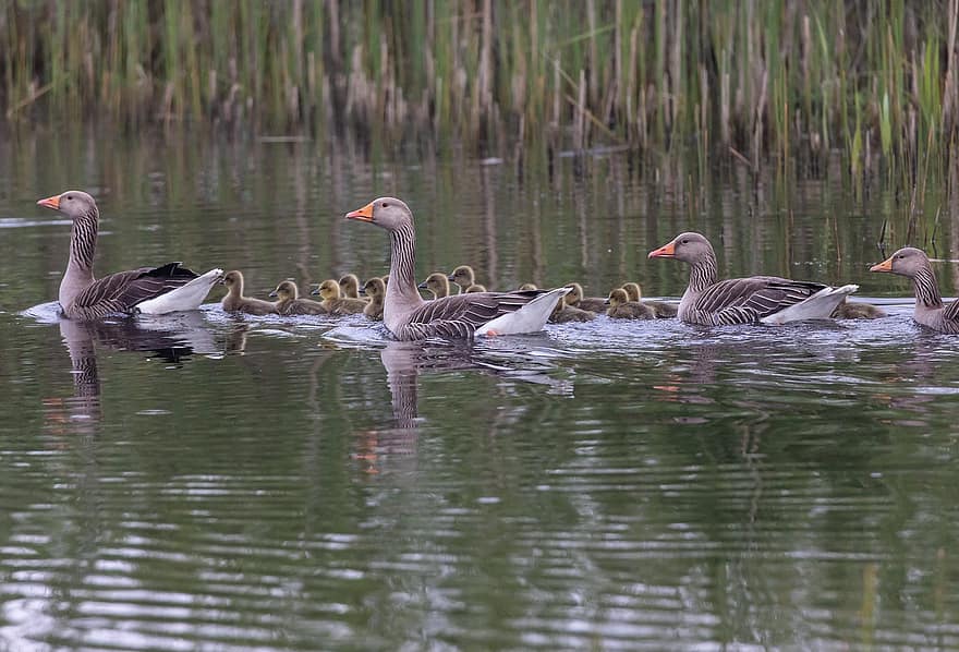Greylag Geese, Goslings, Lake, Geese, Baby Geese, Chicks, Gander, Birds, Waterfowls, Water Birds, Aquatic Birds