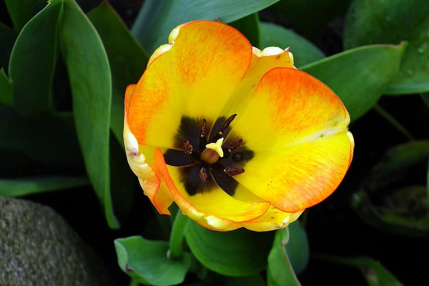flor, tulipa groga, flor groga, tulipa, primavera, jardí, naturalesa, full, planta, primer pla, estiu