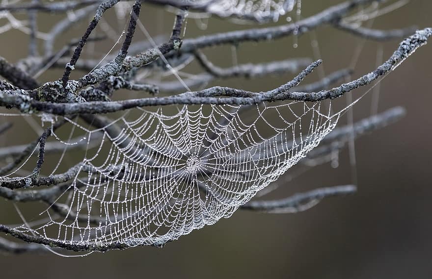 hämähäkinverkko, seitti, kastepisaroita, verkko, lähikuva, hämähäkki, kaste, makro, pudota, puu, syksy