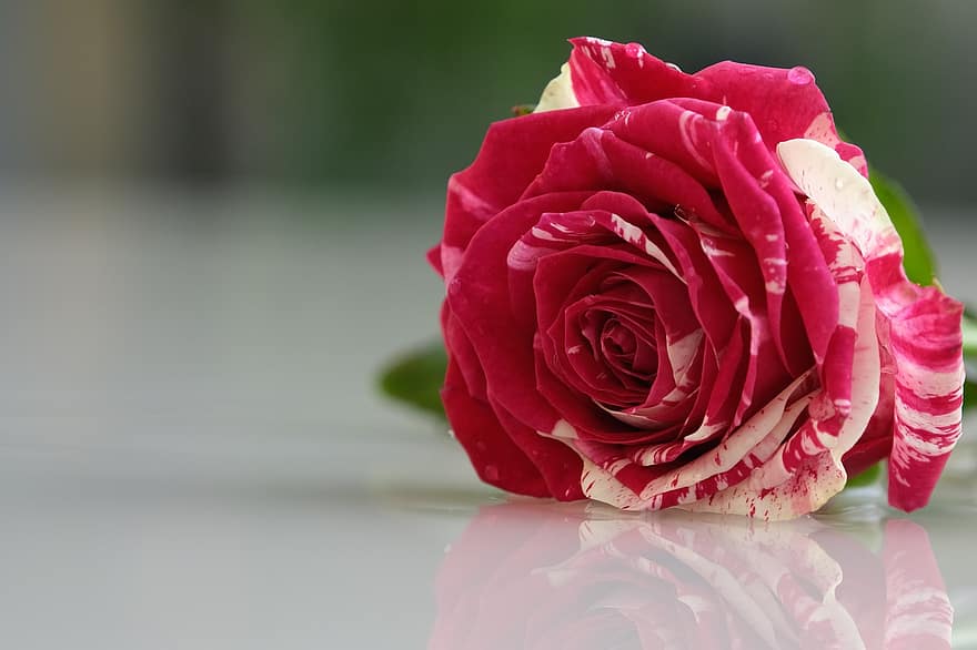 Rose, rose rose, fleur, fleur rose, pétales, pétales roses, Floraison, flore, pétales de rose, fleur de rose, la nature