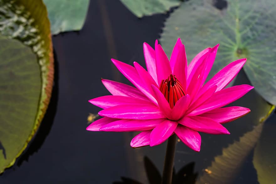 vandens lelija, lotosas, rožinė gėlė
