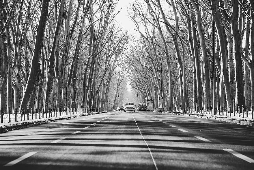 carretera, arbres, hivern, vehicles, cotxes, paviment, asfalt, avinguda, a l'aire lliure, neu, boira