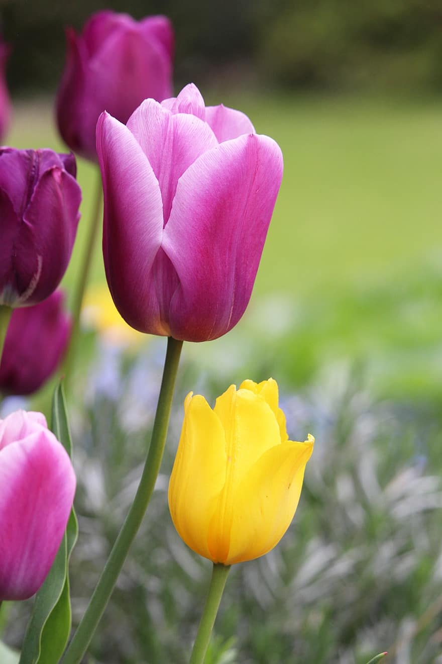 tulpės, gėlės, augalų, sodo tulpės, žiedlapių, žydi, pavasario gėlės, pavasaris, flora, sodas, tulpės laukas