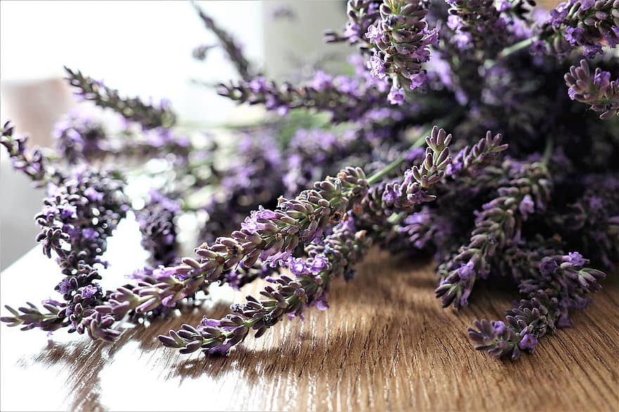 laventeli, haju, kukat, yrttejä, violetti, aromi, kasvisto, kesä, tuoksuva, aromaattinen, kukinto