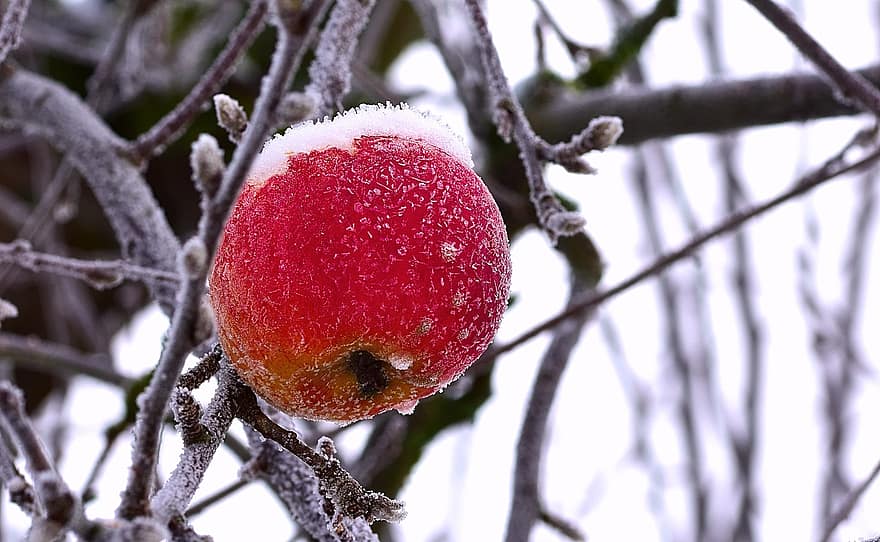 фрукти, яблуко, органічні, сезон, зима, природи