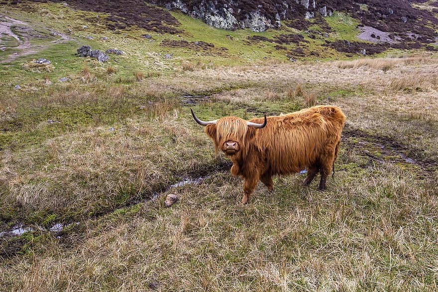 крава, Шотландия, планинска област, животно, природа, паша, рога, бик, добитък, бозайник, трева