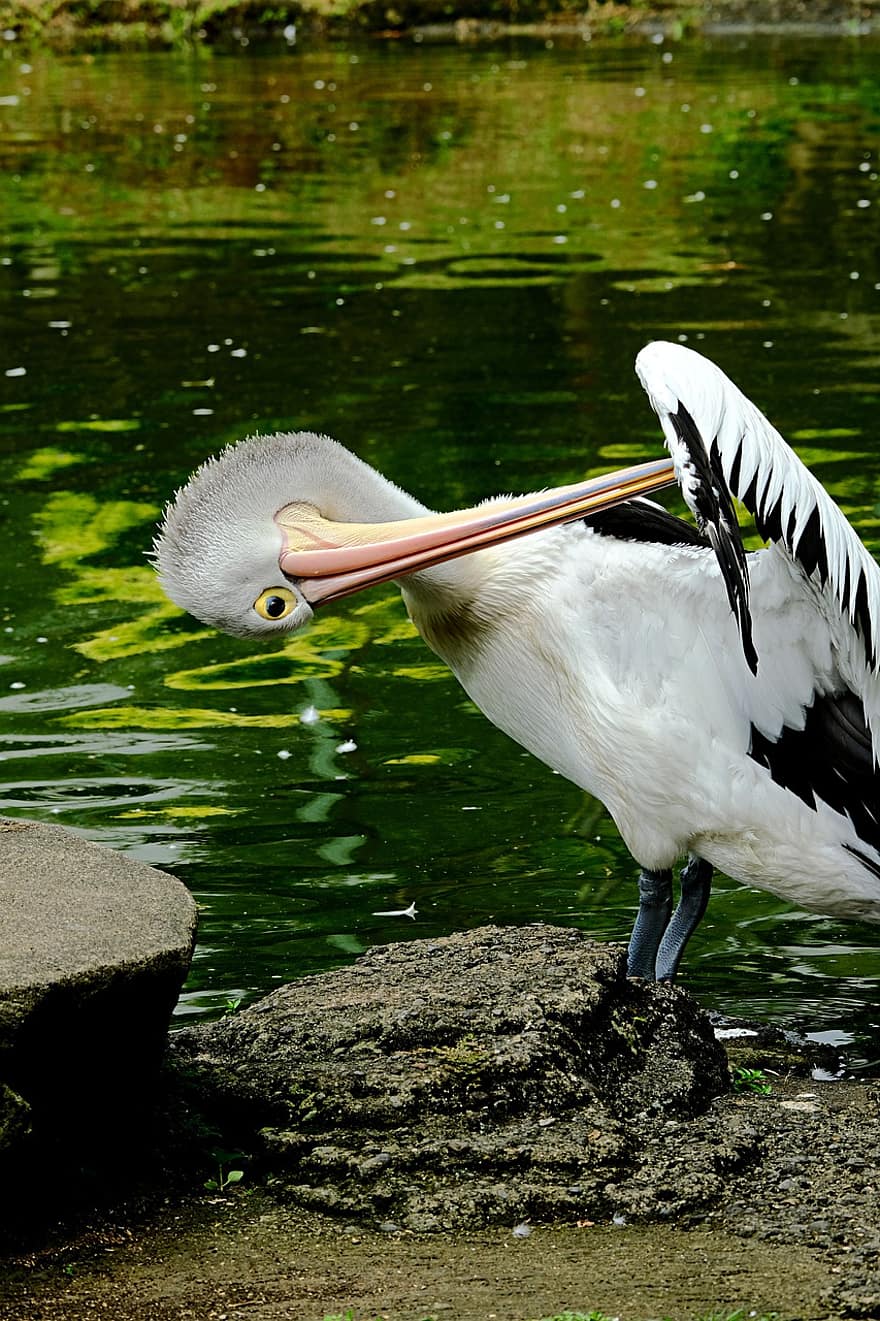 pássaro, pelicano, ornitologia, bico, aviária, animal, fauna, espécies, animais selvagens, pena, animais em estado selvagem
