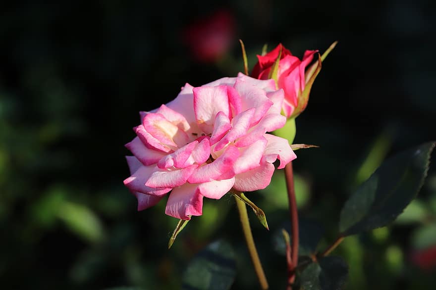 rosa, fiore, primavera, pianta, rosa Rosa, fiore rosa, fioritura, fiore primaverile, giardino, natura, avvicinamento