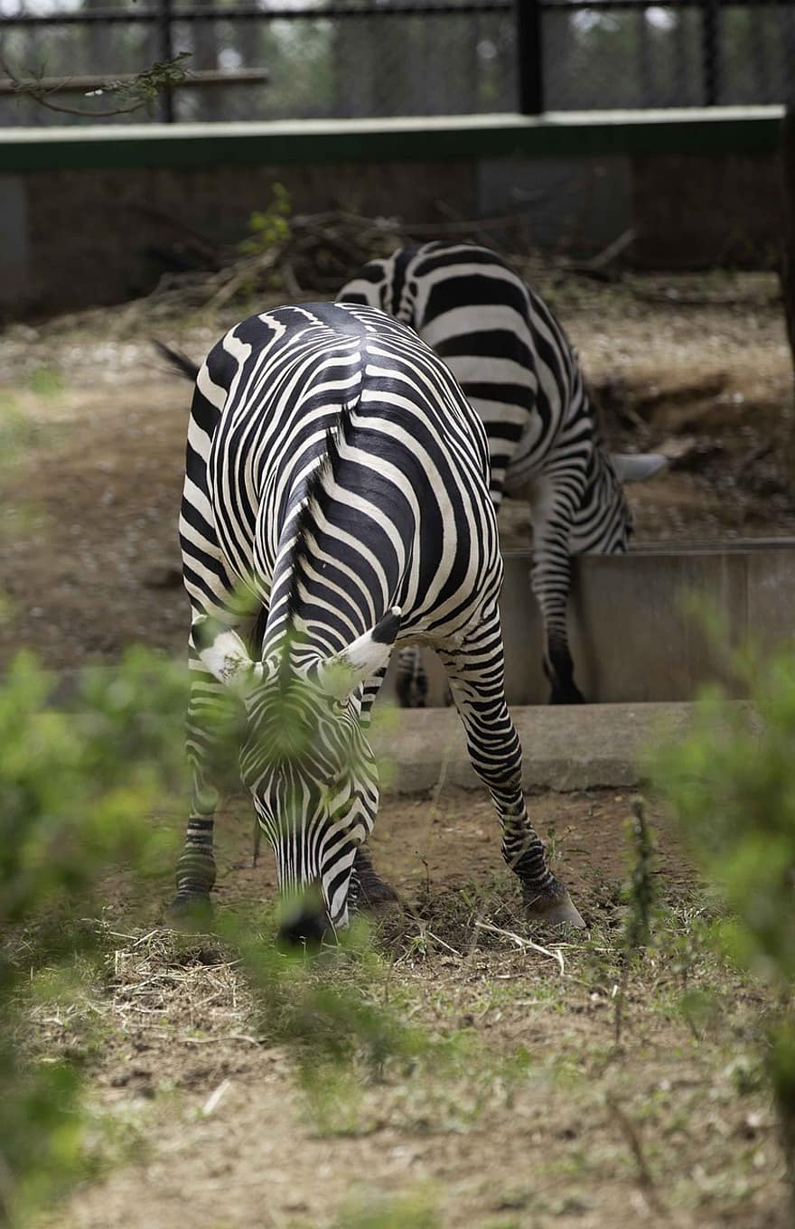 zebra, garis-garis, kuda, binatang buas, margasatwa, liar, hewan, Afrika, binatang di alam liar, bergaris, hewan safari