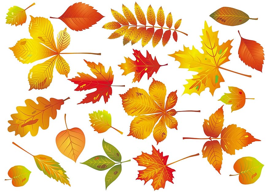 есен, листо, клен, природа