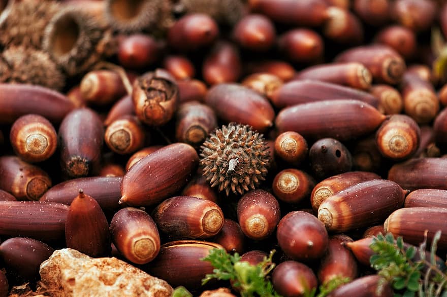 acorn, quả hạch, hạt giống, món ăn, Thiên nhiên, mùa gặt, khỏe mạnh