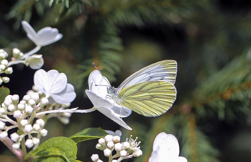 Butterfly, Insect, Pollination, Nature, Flowers, Garden, White Petals, Close Up, Bielinek