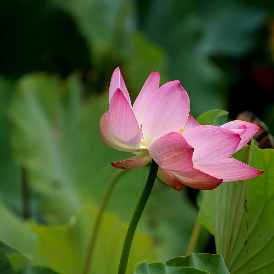 teratai, bunga-bunga, bunga lotus, bunga-bunga merah muda, kelopak, kelopak merah muda, berkembang, mekar, tanaman air, flora, daun