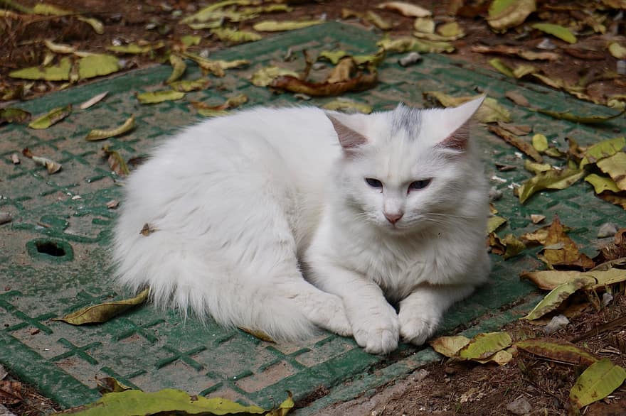 gato blanco, gato, mascota, felino, linda, mascotas, Gato domestico, gatito, animales domesticos, mirando, animal joven