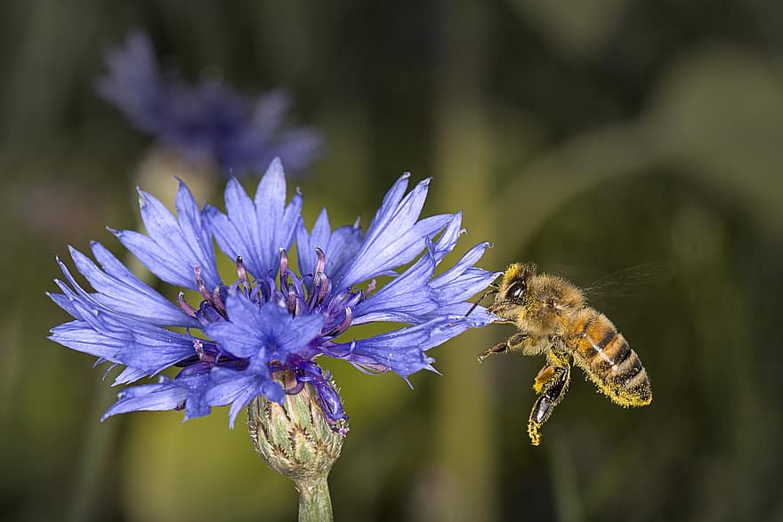 медна пчела, пчела, цвете, метличина, насекомо, синьо цвете, растение, природа