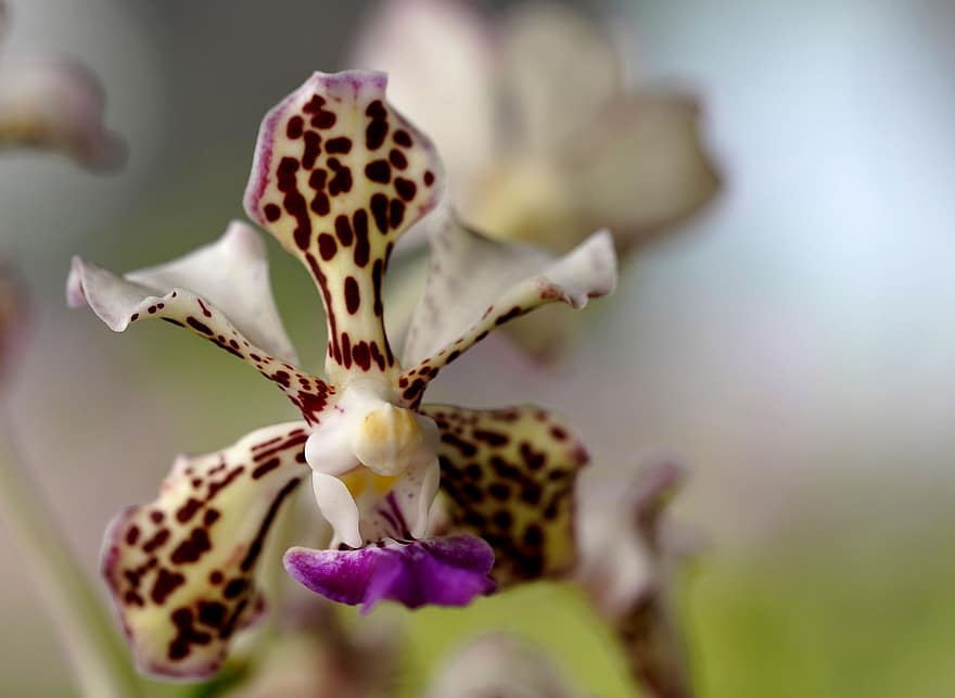 orkide, blomma, Vanda Tri Color, kronblad, orkidé kronblad, flora, natur