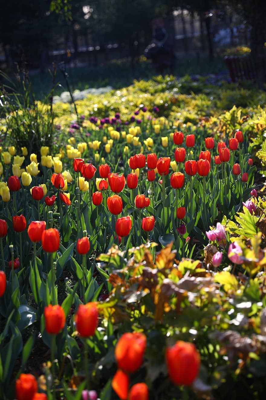 tulpe, ziedi, pavasarī, dārzs, tulpju dārzs, krāsains, krāsaini ziedi, zieds, zied, flora, puķkopība