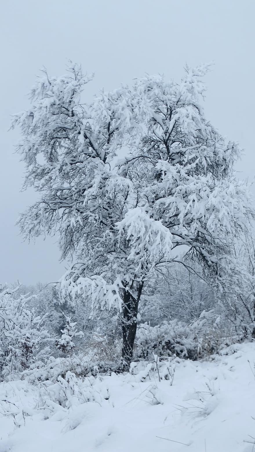 дърво, сняг, гора, клонове, природа, зима