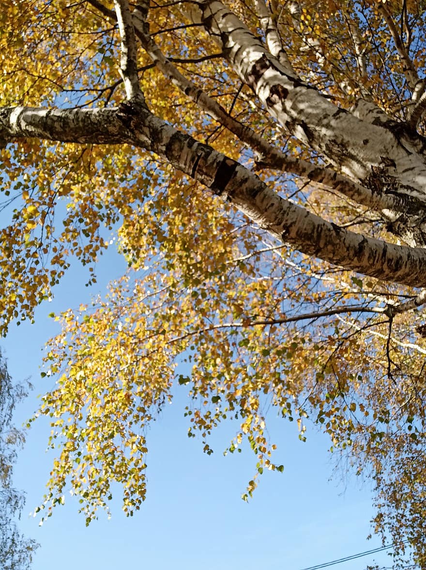 träd, björk, höst, gul, blad, säsong, skog, gren, växt, multi färgad, oktober