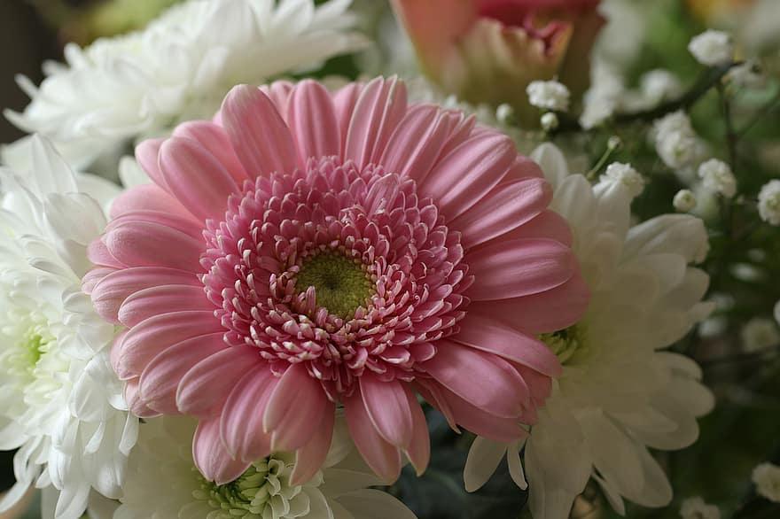 квіти, букет, білі хризантеми, рожева гербера, квітковий букет, флора, цвітіння