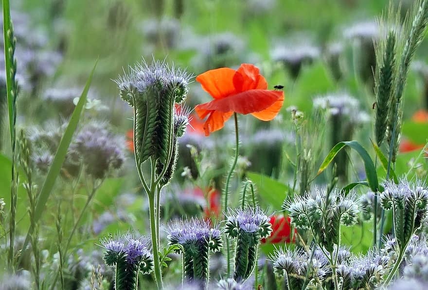 bunga-bunga, tanaman, padang rumput, opium, opium merah, phacelia, ungu tansy, berkembang, rumput, bidang, alam