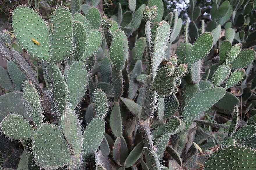 cactussen, planten, stekelig, vetplanten, bloemen, flora, plantkunde, botanisch, tuin-